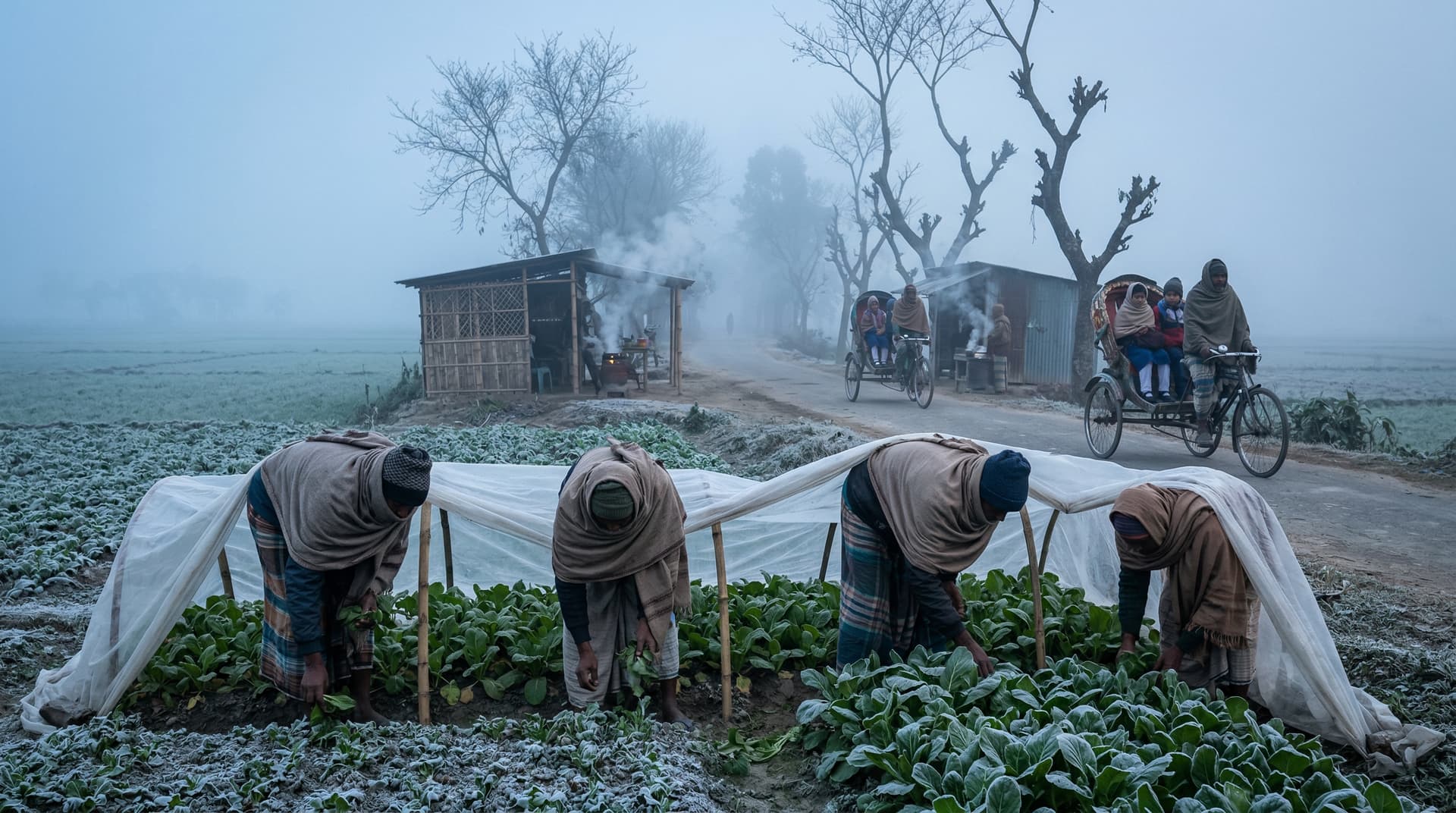 Jessore Shivers in Severe Cold Wave, Temps Plunge to 8°C